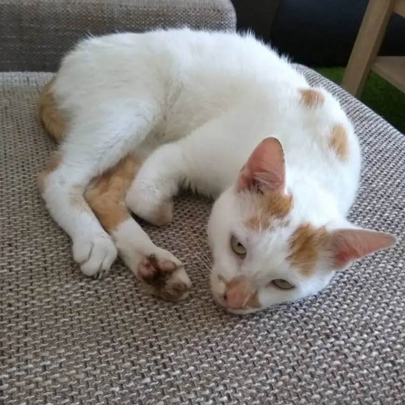 Kocour odpočívá během prvních dní u nás