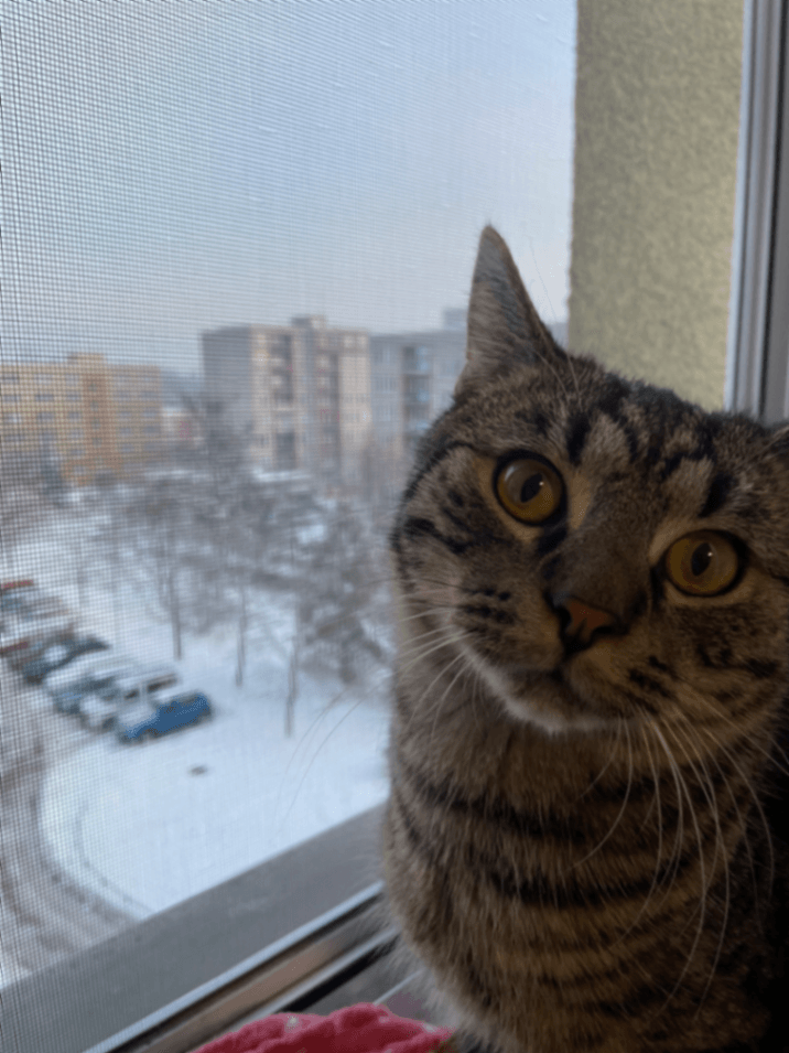 Ztracený kocour Mnow, Havířov