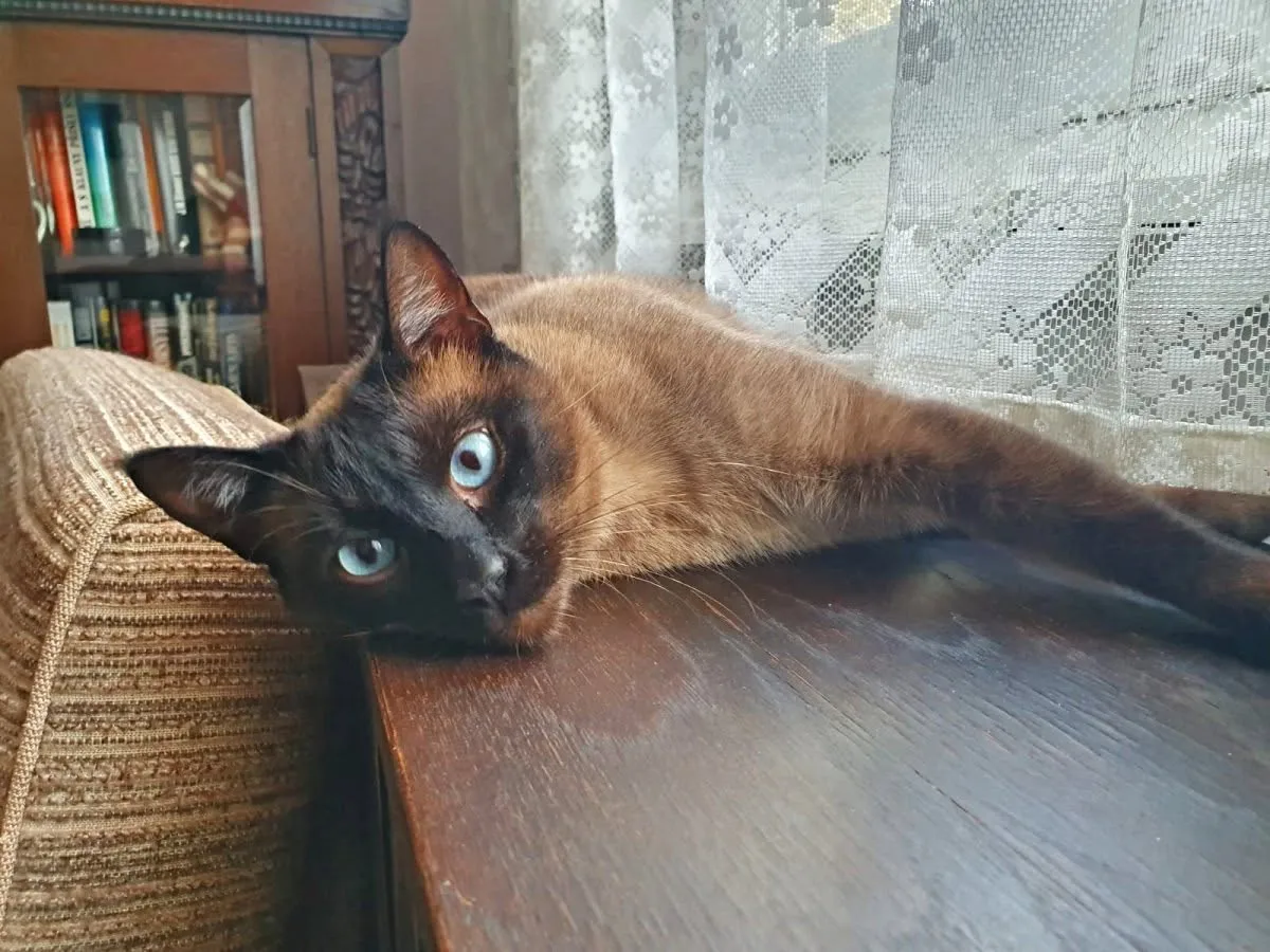 Zachráněný kocour Vilík (Vilda), Horní Chobolice